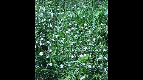 Free Food: Chickweed