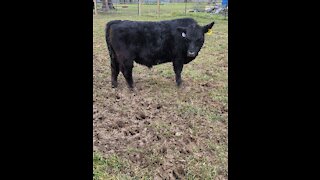 Walking with the cows