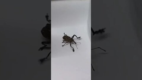 Australian wildlife inside home (rare beetle)