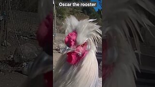 Farm surveillance. Oscar the rooster