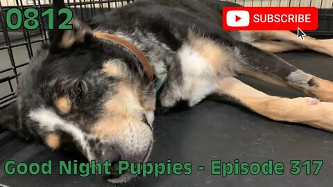 [0812] GOOD NIGHT PUPPIES - EPISODE 317 [#dogs #doggos #doggies #puppies #dogdaycare]