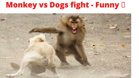 Money versus Dogs fight-funny video. Laughing 😂 challenge 🤪.