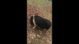 #shorts Wild Animal Safari drive thru, pig, https://youtu.be/qDkl5SYiEDM