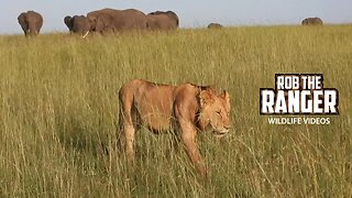 Young Nomadic Lion Strolls Past Elephants | Maasai Mara Safari | Zebra Plains