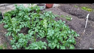 June 25th, 2022 Garden Update Pt 2