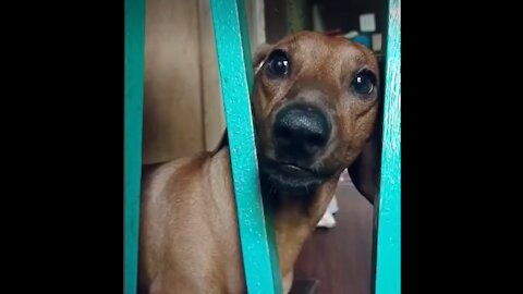 Every time tucker climb the stairs - TuckerTheDachshund