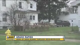 Herd of deer roams through Grand Rapids neighborhood