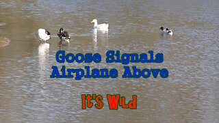 Goose Signals Airplane Above – It’s Wild