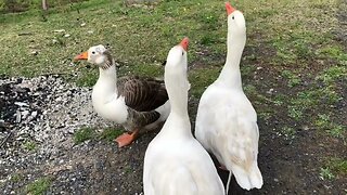 Catching up with our geese #geese #freerange #pilgrimgeese