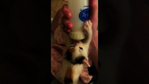 Precious Little Kitten Is Drinking Milk Like Human Baby In This Family #short