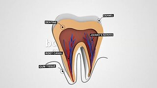 After Effects Template - Tooth Structure and Anatomy Logo Reveal Loop