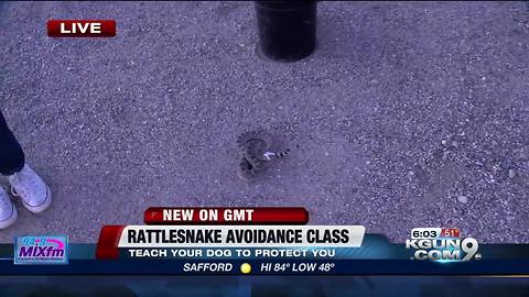 Rattlesnake avoidance class trains your dog to protect you