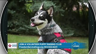 Puppy Raising Club! - FreedomServiceDogs.org