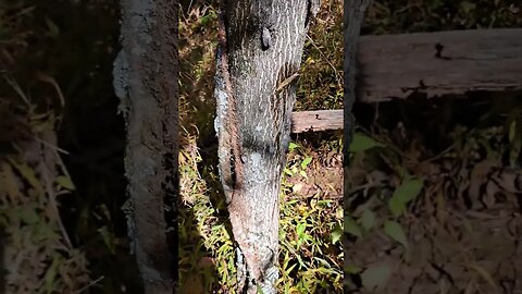 Ailanthus and Lantern Flies