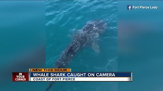 Fishermen treated to rare whale shark sighting off Fort Pierce marina