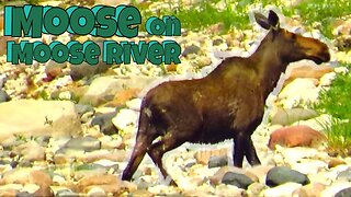 Wild Moose Going for a Swim in Moose River Ontario