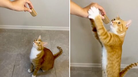Kitty cat chomps down on treat in slow motion