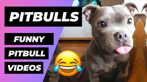 The Funniest Pitbulls In The World 🔴 1 Minute Animals