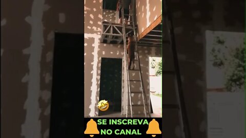 Cachorrinho Subindo Escada #shorts