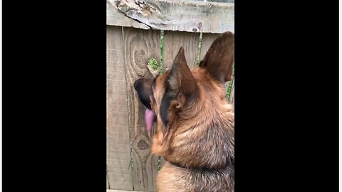 Nosy German Shepherd Discover Funny Way To Spy On Neighbors