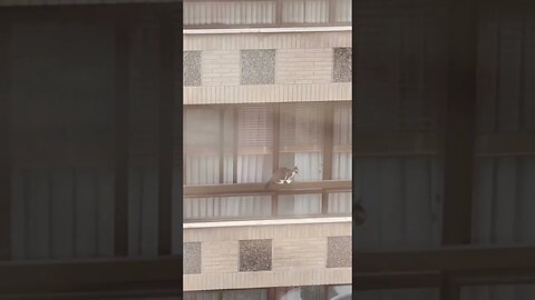 Cat Carefully Balances on Balcony Railing