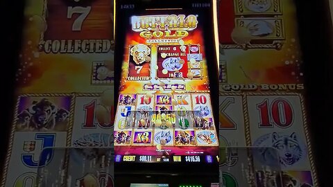 Buffalo Gold Winning Streak @ Delaware Park Casino. Loud and Local