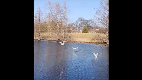 Love these seagulls!