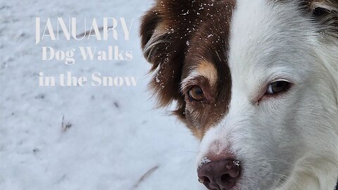 Join me in my January walks in the frigid cold and snow with dogs January 2024