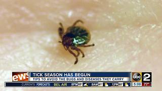 Tick talk: how to avoid pests and their diseases