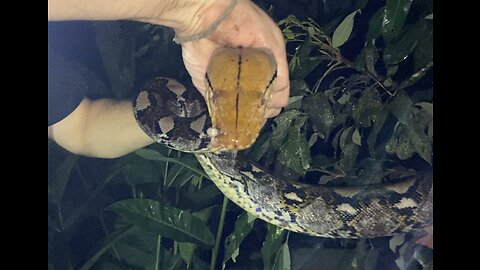 Catching a Reticulated Python in the Act