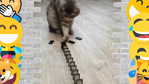 Cat Reaction to Falling Domino Pieces