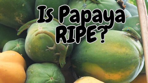 How do you know if a Papaya is ripe and ready to eat