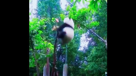 Panda is falling 😨