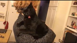 La reazione comica della gattina