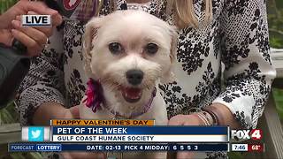 Pet of the week: Leila