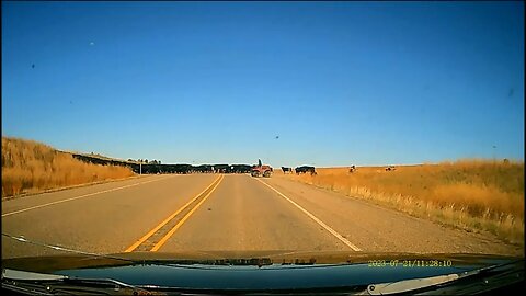 Dash Cam: Cattle Crossing - Hill Crest East of Ashland, Montana - Highway 212 West