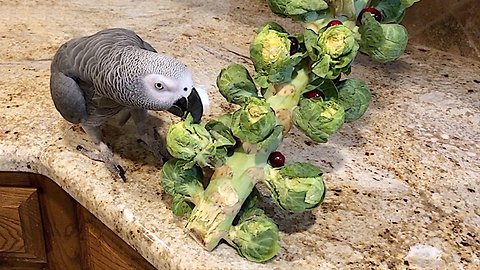 Parrot takes down Brussels sprout Christmas Tree