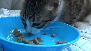 Hungry Kitten Eats Whiskas