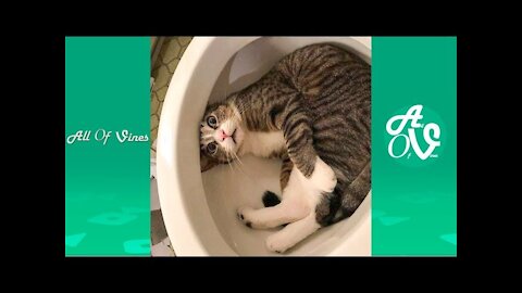 Funny Animals Compilation | Funniest Animals Vines 2019