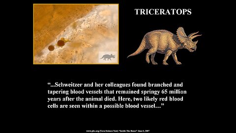 What was found inside some of the dinosaur bones