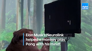 Neuralink helps a monkey play Pong with his mind