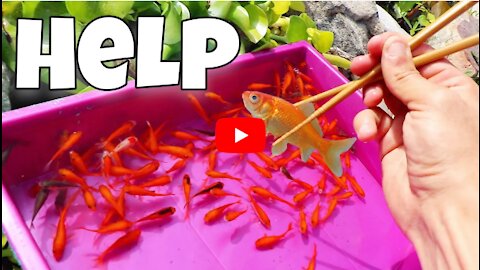 Saving PET GOLD-Fish From Sushi