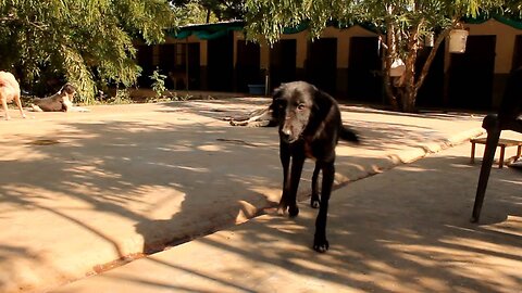 Daisy couldn't walk from pain - YOU helped us save her. Animal Aid Unlimited, India