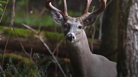 Texas Approves Air Rifles for Deer and Other Game