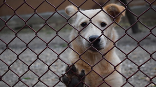 Spock the dog want to escape