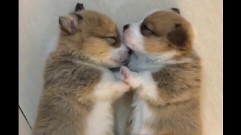 Watch these Cute Baby Puppies Cuddle, Kiss and Play!