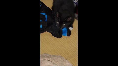 💙😊 Me Playing With My 🐱 Kitten 🐱 🌙 Luna 🌙 😊💙 ( 6 / 30 / 2023 )