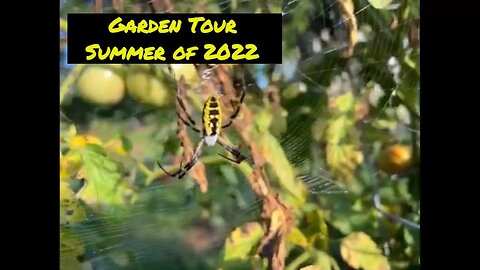 Unveiling the Secrets of a *Mysterious* Garden Tour Summer 2022. Garden Spider, Honey Bees, tomatoes