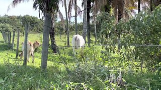 Som Ambiente de Fazenda, Fazenda de Gado no Brasil