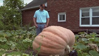 His backyard may be small but his pumpkins are huge